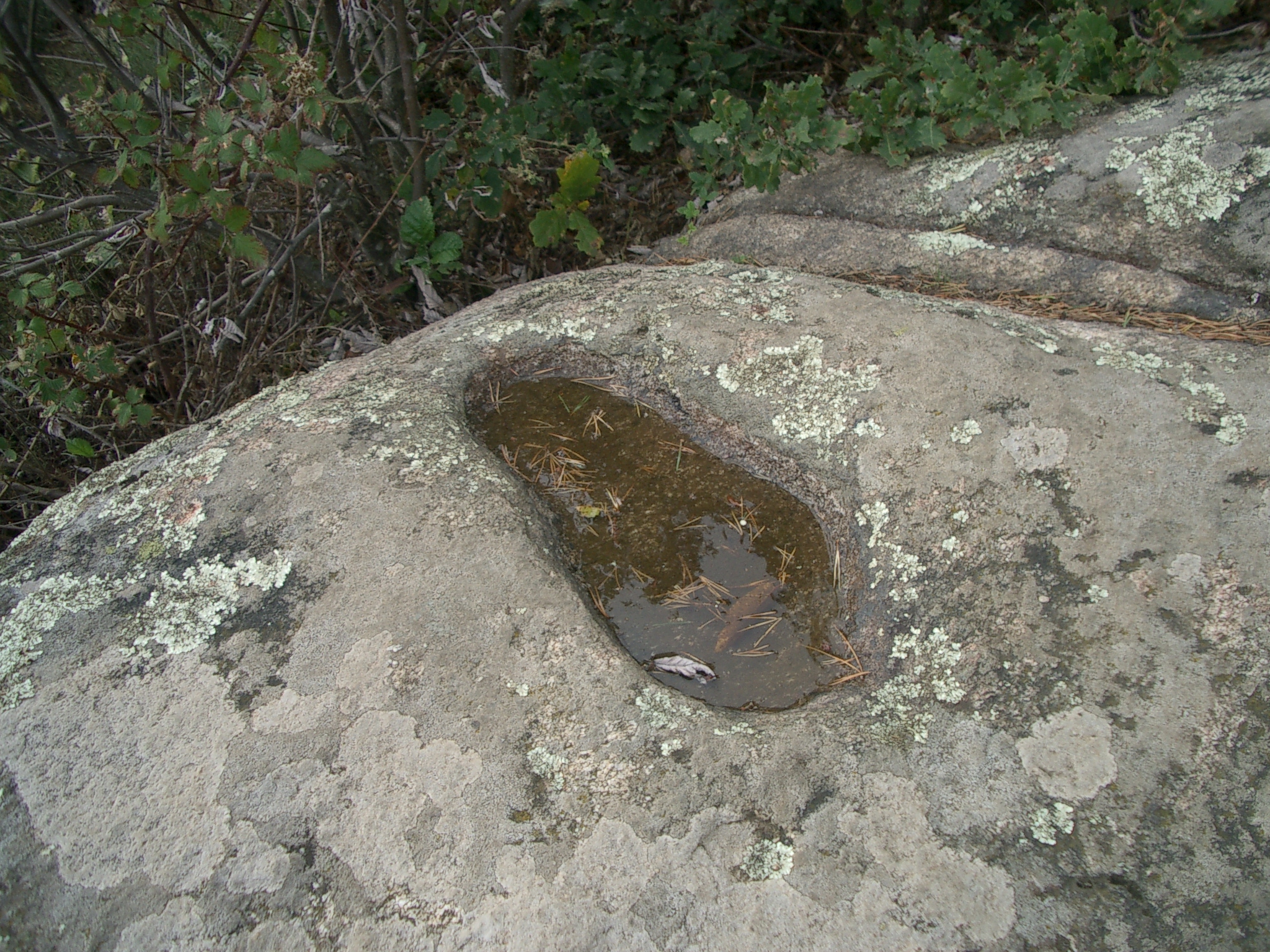 pied de samson