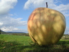 pommes